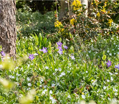 Bodendeckende Stauden für eine flächige Begrünung Bodendeckende Stauden für eine flächige Begrünung