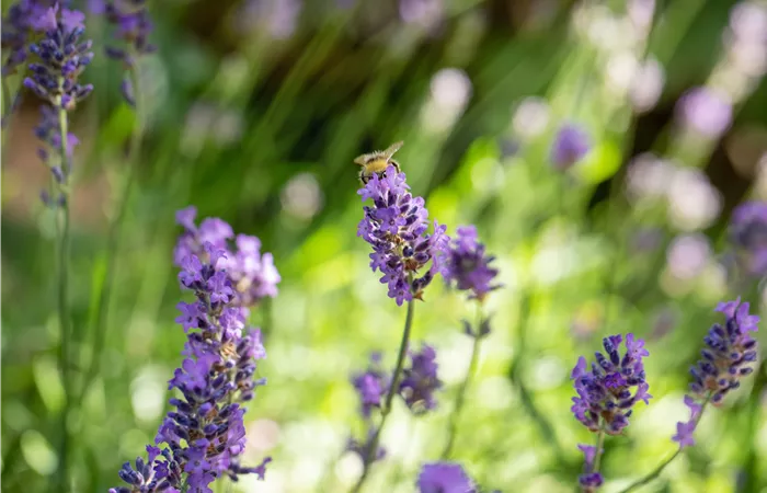 Mit Bienenpflanzen für den Balkon die Insekten unterstützen Mit Bienenpflanzen für den Balkon die Insekten unterstützen