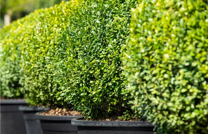 Buchsbaum pflanzen und pflegen lohnt sich 