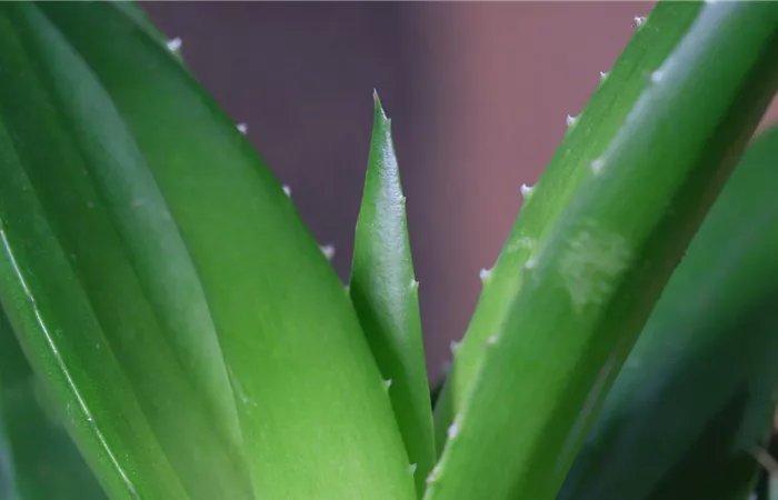 Aloe Vera (klein) - Umtopfen