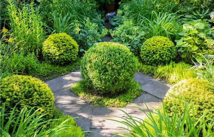 Buchsbaum als immergrüner Klassiker in Garten und Co.