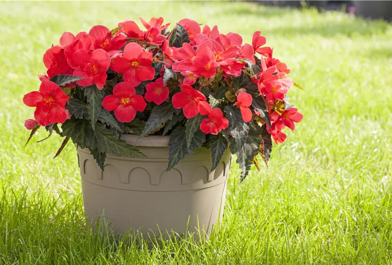 Begonia, rot