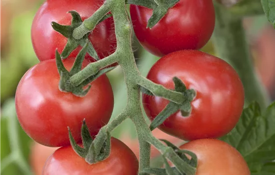 Tomaten – vielseitiges Gemüse für drinnen und draußen Tomaten – vielseitiges Gemüse für drinnen und draußen