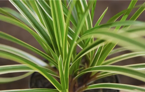 Japansegge - Einpflanzen im Garten