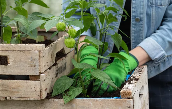 Klimafreundlich gärtnern – Tipps für Klimaschutz im Garten