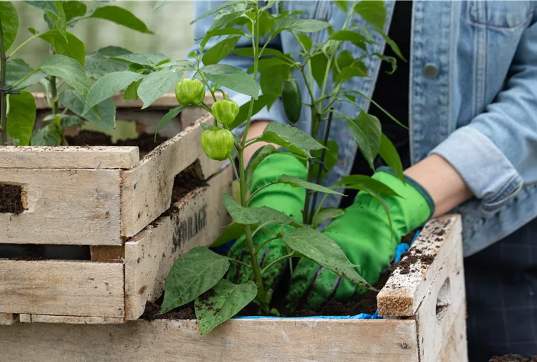 Upcycling - Habaneros einsetzen