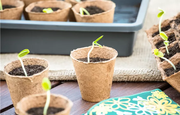 Die 5 besten Tipps für die Anzucht und Erfolg bei der Ernte