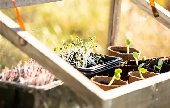 Mit einem Mini-Gewächshaus das ganze Jahr über gärtnern