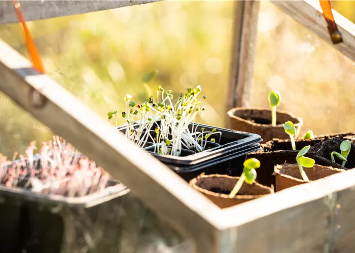 Mit einem Mini-Gewächshaus das ganze Jahr über gärtnern