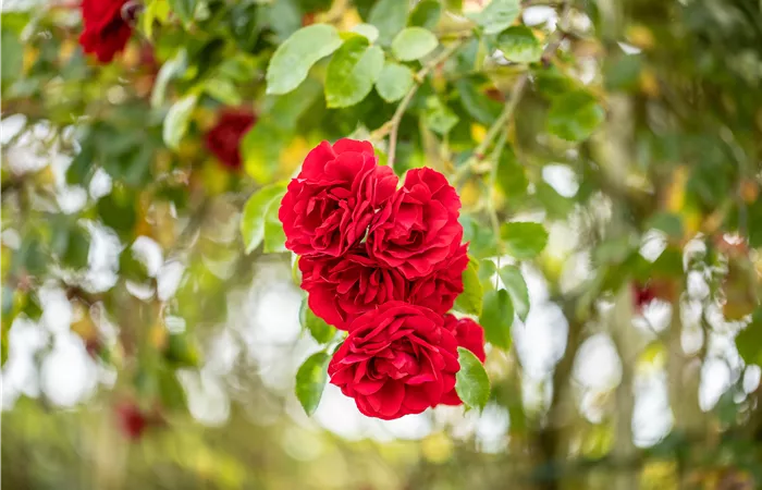 Einen Rosengarten gestalten – Hübsche Blüten überall