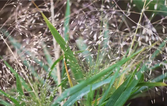 Liebesgras - Einpflanzen im Garten