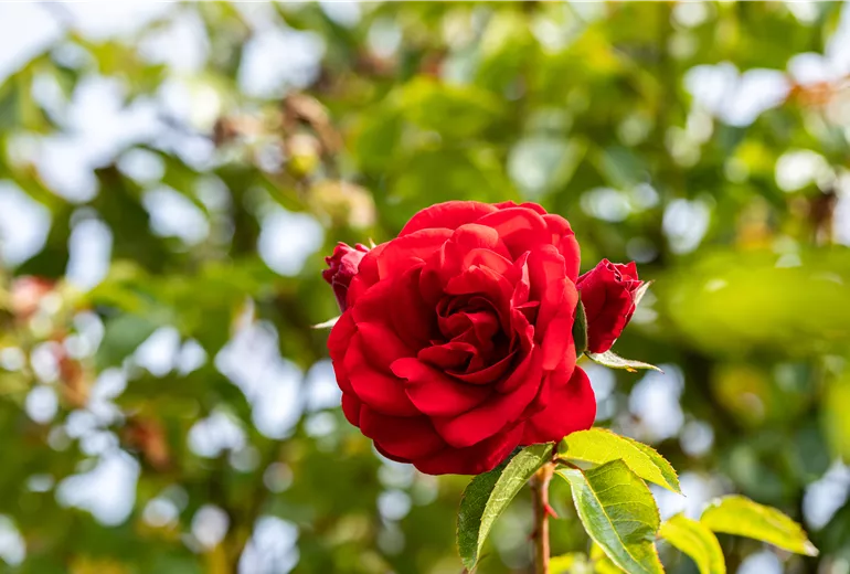 Rosa 'Amadeus'