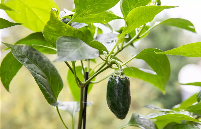 Gemüseanbau auf dem Balkon leicht gemacht