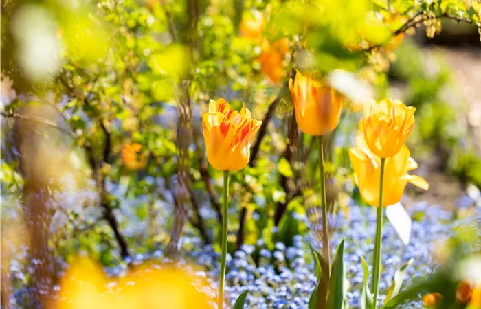 Gartenarbeit im Frühjahr für ein strahlendes Gartenjahr