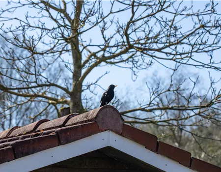 10 Tipps für einen tierfreundlichen Garten 10 Tipps für einen tierfreundlichen Garten