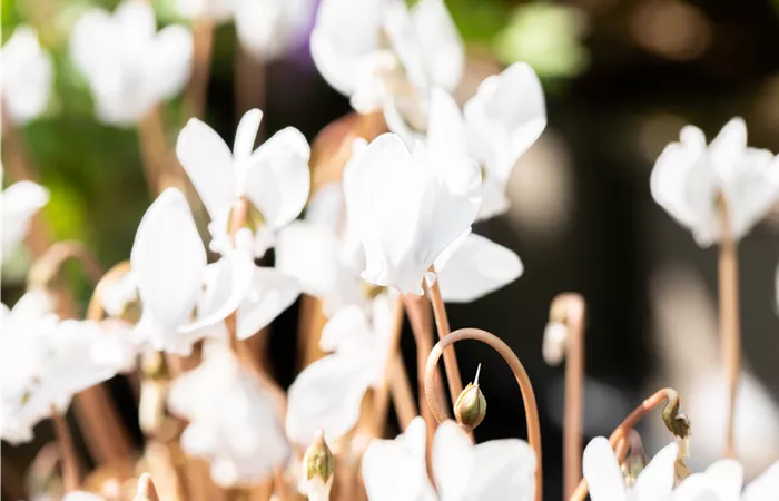 Alpenveilchen pflanzen und bunte Blüten bewundern Alpenveilchen pflanzen und bunte Blüten bewundern