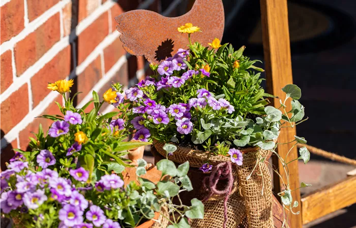 Beet- und Balkonpflanzen pflegen und bunte Blüten bewundern Beet- und Balkonpflanzen pflegen und bunte Blüten bewundern