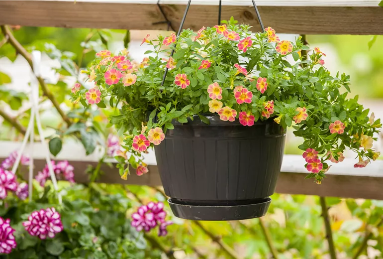 Calibrachoa