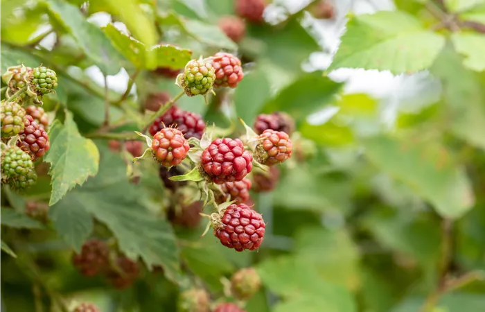 Im Frühjahr Brombeeren pflanzen für eine erfolgreiche Ernte