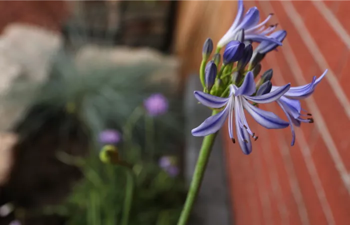 Afrikanische Schmucklilie - Einpflanzen im Garten