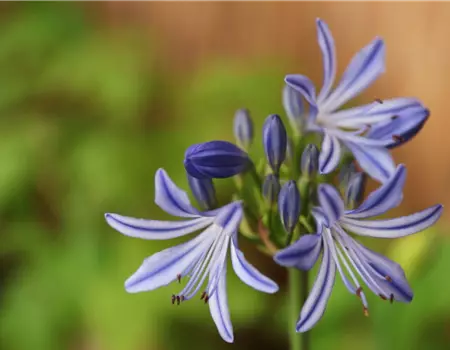 Afrikanische Schmucklilie - Einpflanzen in ein Gefäß