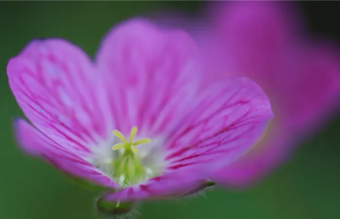 Reiherschnabel - Einpflanzen im Garten