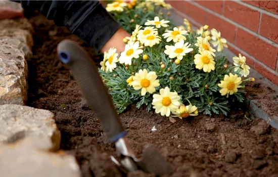 Margeriten - Einpflanzen im Garten