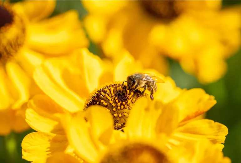 Biene auf Blüte