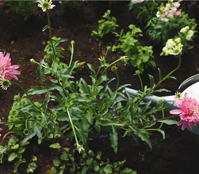 Sonnenhut - Einpflanzen im Garten