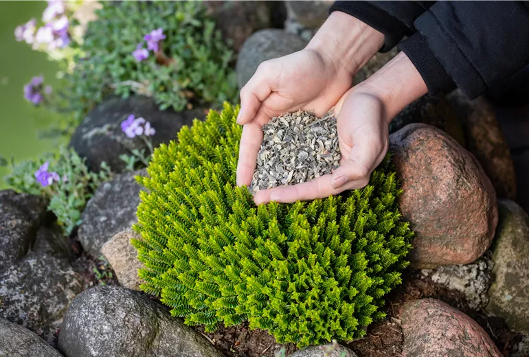 Dünger - Hornspäne