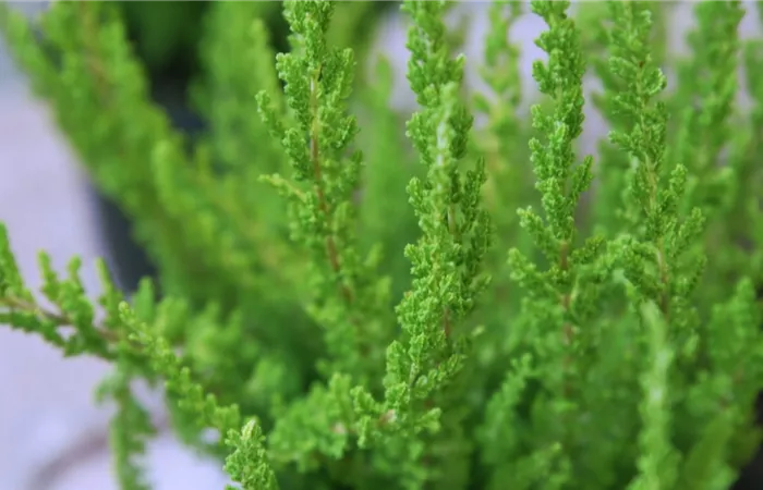 Besenheide - Einpflanzen im Garten