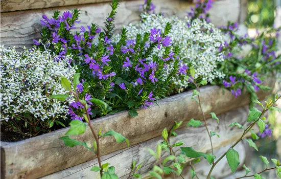 Krankheiten bei Beet- und Balkonpflanzen erkennen und vorbeugen