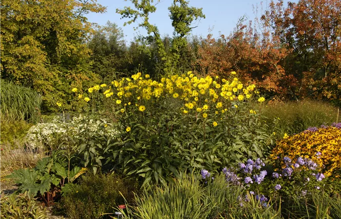 Langlebige Sonnenstauden für den Garten