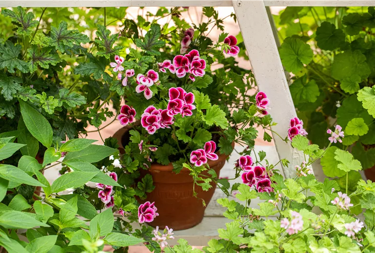 Pelargonium crispum
