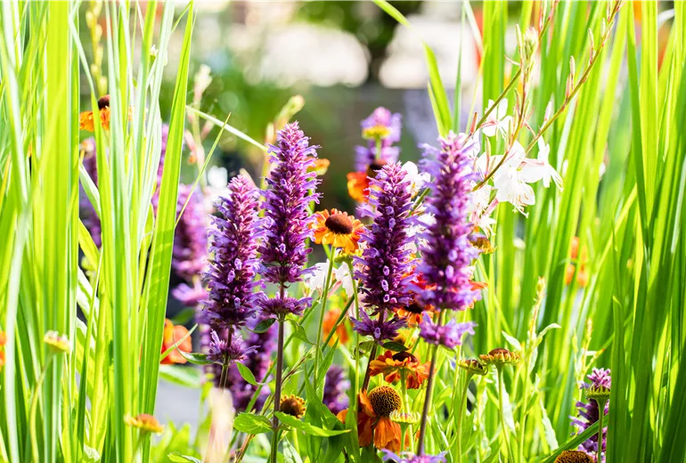 Agastache rugosa 'Blue Boa'