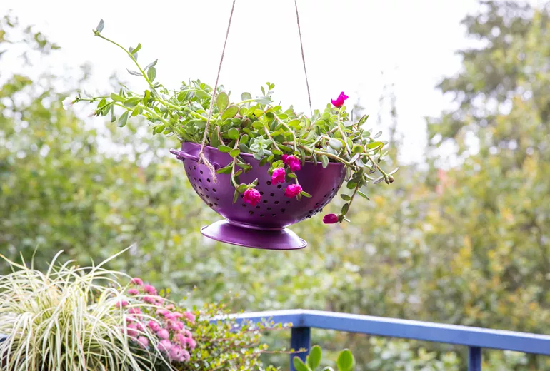 Upcycling - Pflanze in Küchensieb