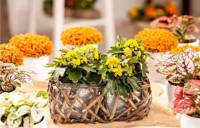 Balkonpflanzen im Herbst – Bunte Farben durch hübsche Blüten und Blätter