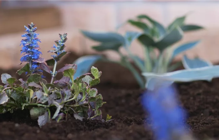 Kriechender Günsel - Einpflanzen im Garten Kriechender Günsel - Einpflanzen im Garten