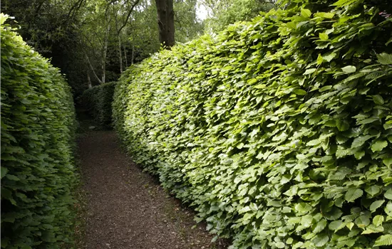Gut geschützt – Hecken pflanzen und den Garten ungestört genießen Gut geschützt – Hecken pflanzen und den Garten ungestört genießen