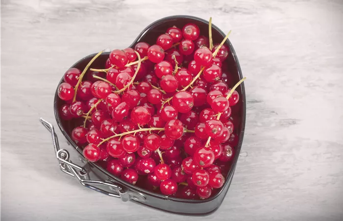 Johannisbeeren – Leckere Snacks für große und kleine Naschkatzen