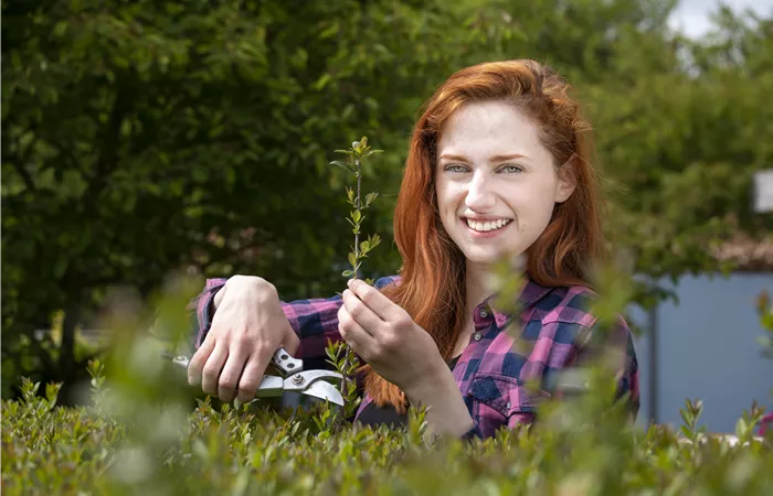 Schnipp, schnapp, Hecke ab! Heckenpflanzen schneiden im Sommer