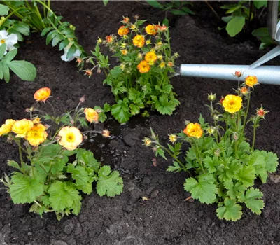 Nelkenwurz - Einpflanzen im Garten