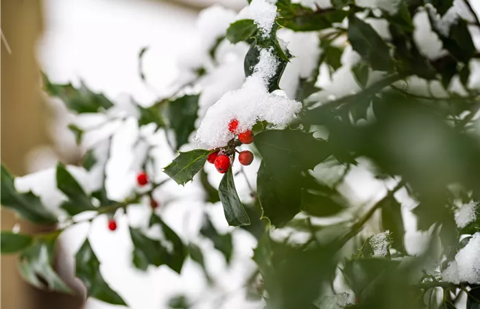 Gartenarbeit im Winter – Vorsicht bei Frost!