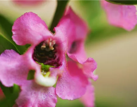 Angelonia - Einpflanzen im Garten