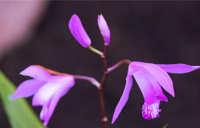 China-Orchidee - Einpflanzen im Garten