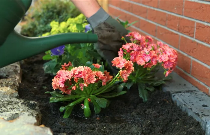 Gewöhnliche Bitterwurz - Einpflanzen im Garten Gewöhnliche Bitterwurz - Einpflanzen im Garten