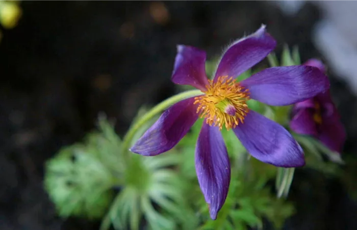 Küchenschelle - Einpflanzen im Garten Küchenschelle - Einpflanzen im Garten