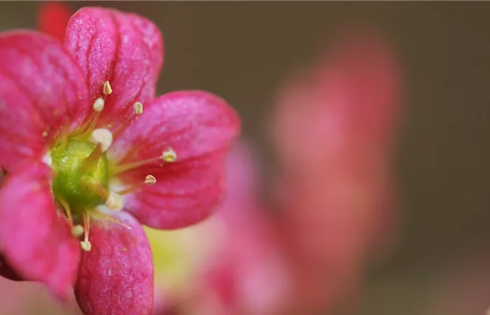 Moossteinbrech - Einpflanzen im Garten Moossteinbrech - Einpflanzen im Garten