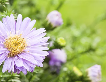 Astern - Einpflanzen im Garten Astern - Einpflanzen im Garten