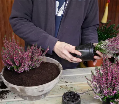 Knospenheide - Einpflanzen in ein Gefäß